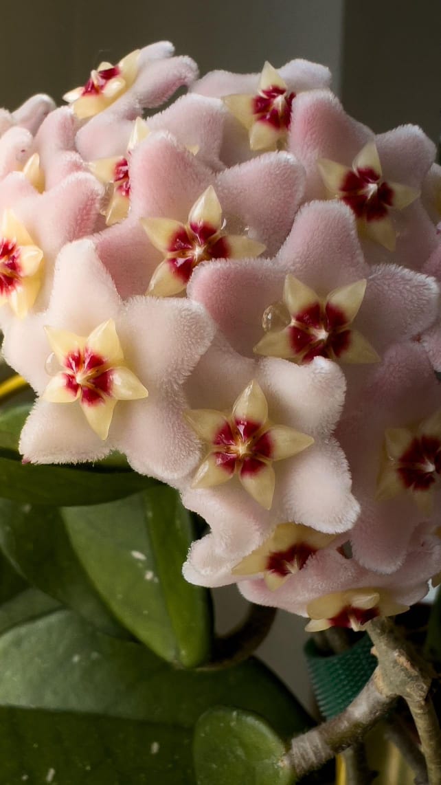 Hoya Cranosa